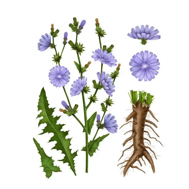 Chicory plant